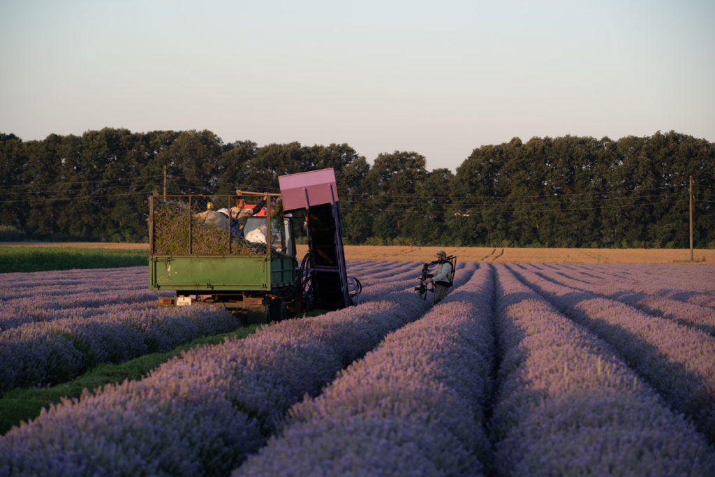 lavender farm, essential oils, farm, growth